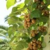 Exbury Fuzzy Kiwi -Home Fruit Tree shutterstock 67445551 1