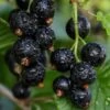 Ben Sarek Black Currant -Home Fruit Tree shutterstock 688798615