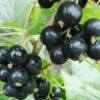 Hilltop Baldwin Black Currant 2 Hilltop Baldwin Black Currant -Home Fruit Tree shutterstock 692408818