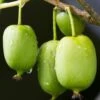 Issai Hardy Kiwi 2 Issai Hardy Kiwi -Home Fruit Tree shutterstock 705601192
