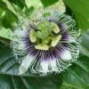 Black Knight Passiflora 1 Black Knight Passiflora -Home Fruit Tree shutterstock 744206440