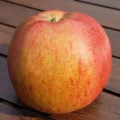 Melrose Apple -Home Fruit Tree shutterstock 748507561