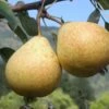 Hendre Huffcapp European Perry Pear -Home Fruit Tree shutterstock image 17