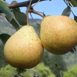 Hendre Huffcapp European Perry Pear
