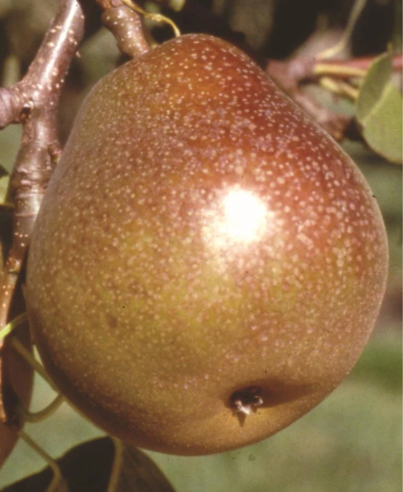 Honey Sweet European Pear 3 Honey Sweet European Pear