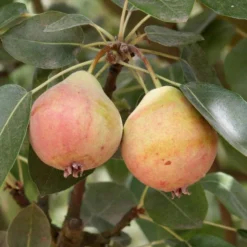 Summer Blood Birne European Pear