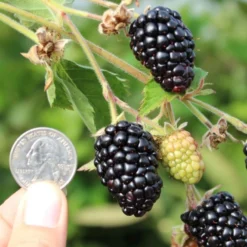 Prime Ark Traveler Thornless Blackberry