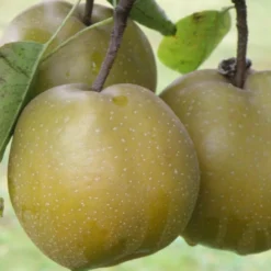 Home Fruit Tree -Home Fruit Tree shutterstock image 6