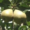 Barnett European Perry Pear 1 Barnett European Perry Pear -Home Fruit Tree shutterstock image 7