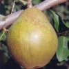 Warren European Pear 1 Warren European Pear -Home Fruit Tree shutterstock image 7 1