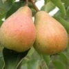 Stuttgarter Geishirtle European Pear -Home Fruit Tree shutterstock image 9 1