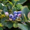 Bushel And Berry® Silver Dollar® Blueberry -Home Fruit Tree sildol