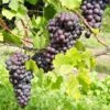 St. Theresa Seedless Grape -Home Fruit Tree st theresa grape 1