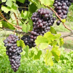 St. Theresa Seedless Grape