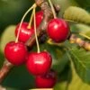 Stella Cherry -Home Fruit Tree stella cherry