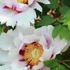 Paeonia Suffruticosa Peony