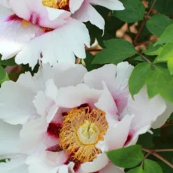 Paeonia Suffruticosa Peony