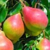 European Summer Pear Bundle No. 1 -Home Fruit Tree summercrisp pear 1 2 72f8319e c32a 4c8c a37d 3b4a46c270ce