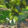 Tangy Green™ Urban™ Columnar Apple 1 Tangy Green™ Urban™ Columnar Apple -Home Fruit Tree tangy green 1