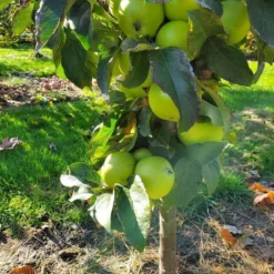 Tangy Green™ Urban™ Columnar Apple