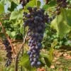 Joy Seedless Grape -Home Fruit Tree tgjoy 600x400 1