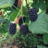 Prime Ark Freedom Thornless Blackberry -Home Fruit Tree thornlessblackberry scaled
