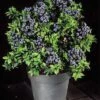 Alpha Tophat Blueberry -Home Fruit Tree tophat