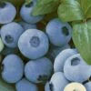 Alpha Top Shelf Blueberry 1 Alpha Top Shelf Blueberry -Home Fruit Tree tsbb