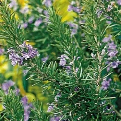 Tuscan Blue Rosemary