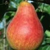 Combo European Pear Tree (5 Varieties) -Home Fruit Tree ubileen pear c0a0a025 0c48 42ed 8a1a 9a0bbf024063