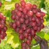 Vanessa Seedless Grape -Home Fruit Tree vanessa grape 1