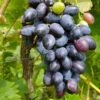 Venus Seedless Grape -Home Fruit Tree venus grape 1
