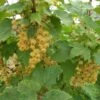 White Imperial White Currant 2 White Imperial White Currant -Home Fruit Tree whiteimp