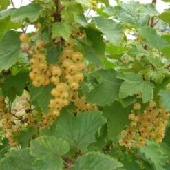 White Imperial White Currant