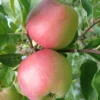 William's Pride Apple