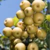 Yoinashi Asian Pear 1 Yoinashi Asian Pear -Home Fruit Tree yoinashi pear
