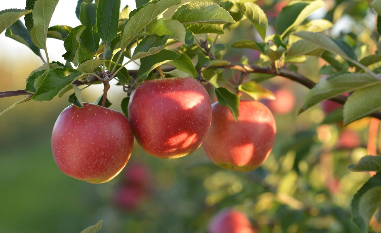 Home Fruit Tree -Home Fruit Tree tai xuong 2025 09 12T001606.567